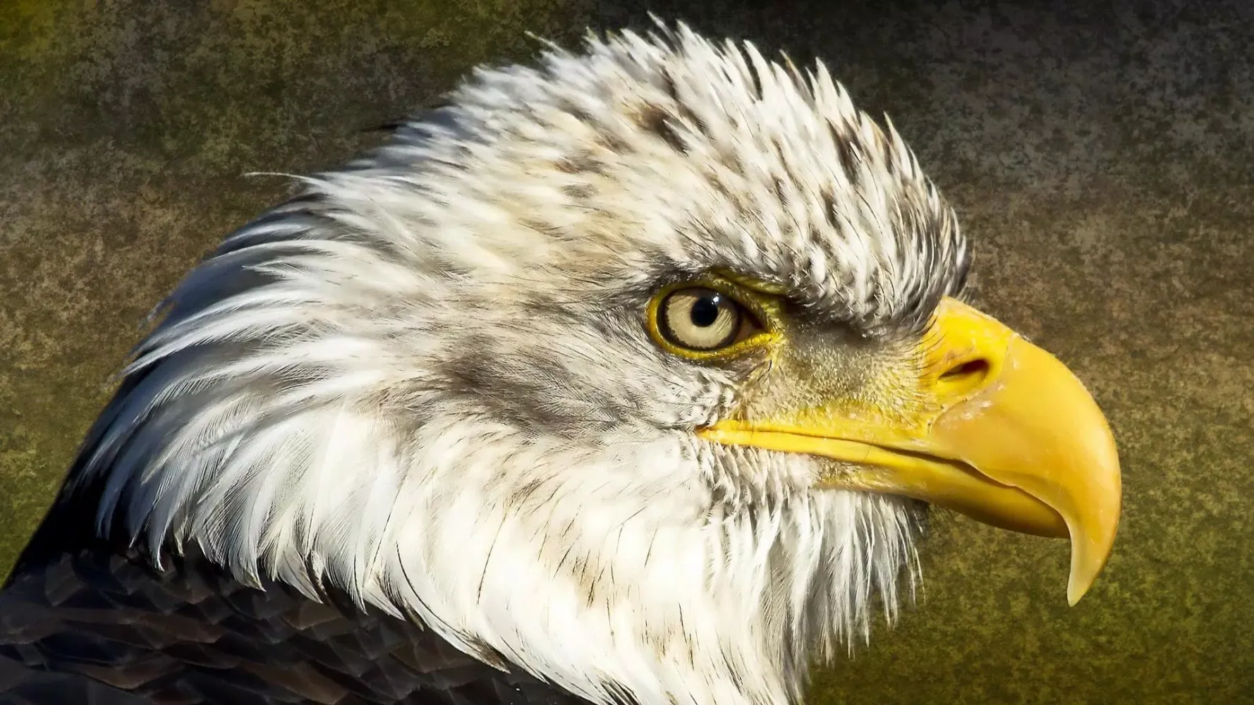 Bald Eagle. Animals Wallpapers应用截图