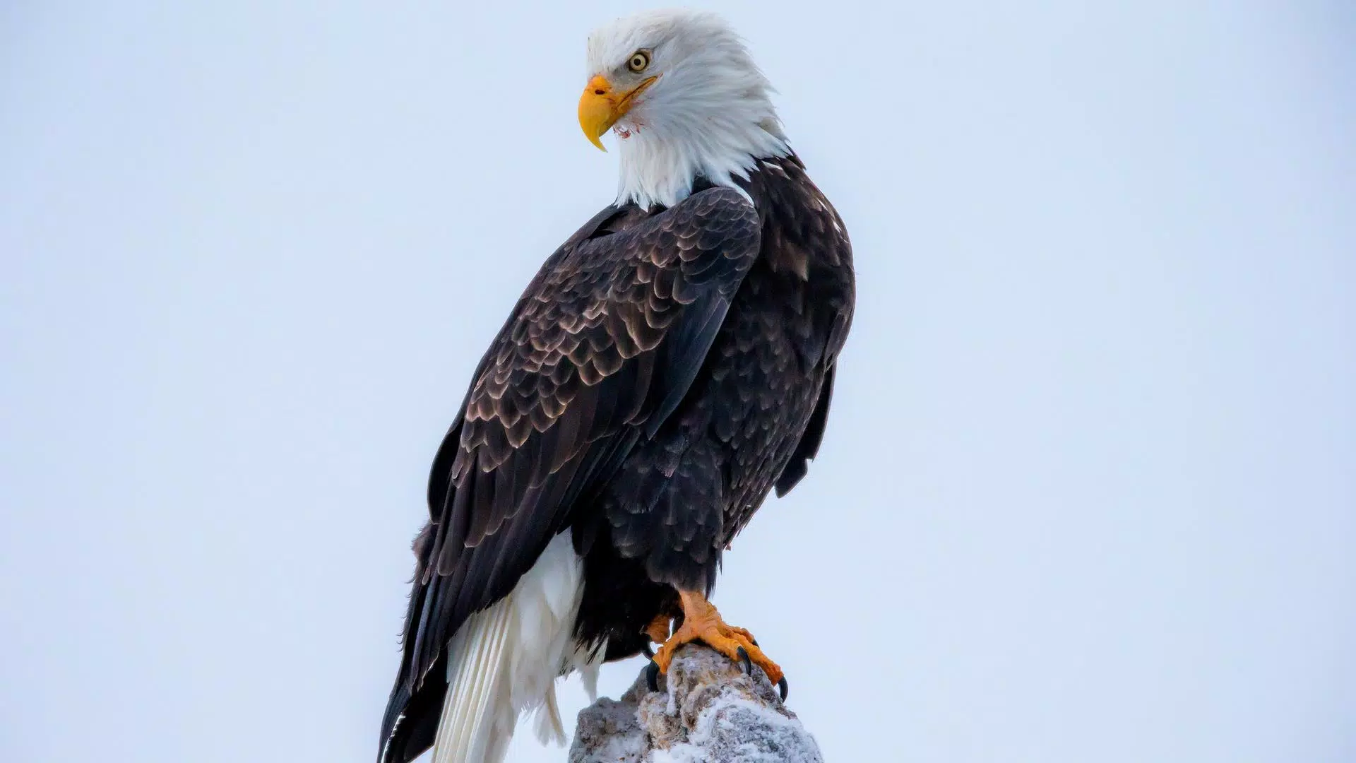 Bald Eagle. Animals Wallpapers Screenshots