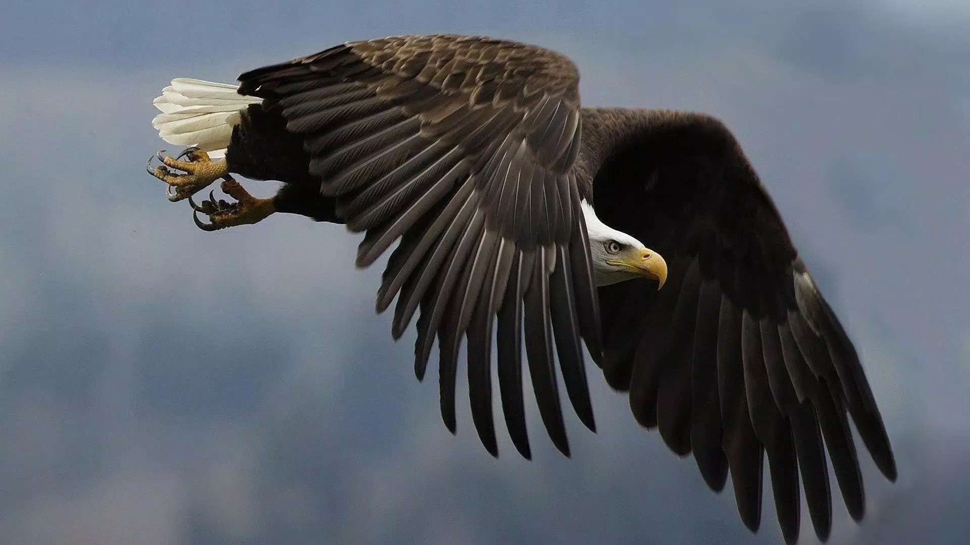 Bald Eagle. Animals Wallpapers Screenshots