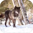 Angry Wolf. Wild Wallpapers