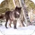 Angry Wolf. Wild Wallpapers