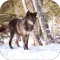 Angry Wolf. Wild Wallpapers