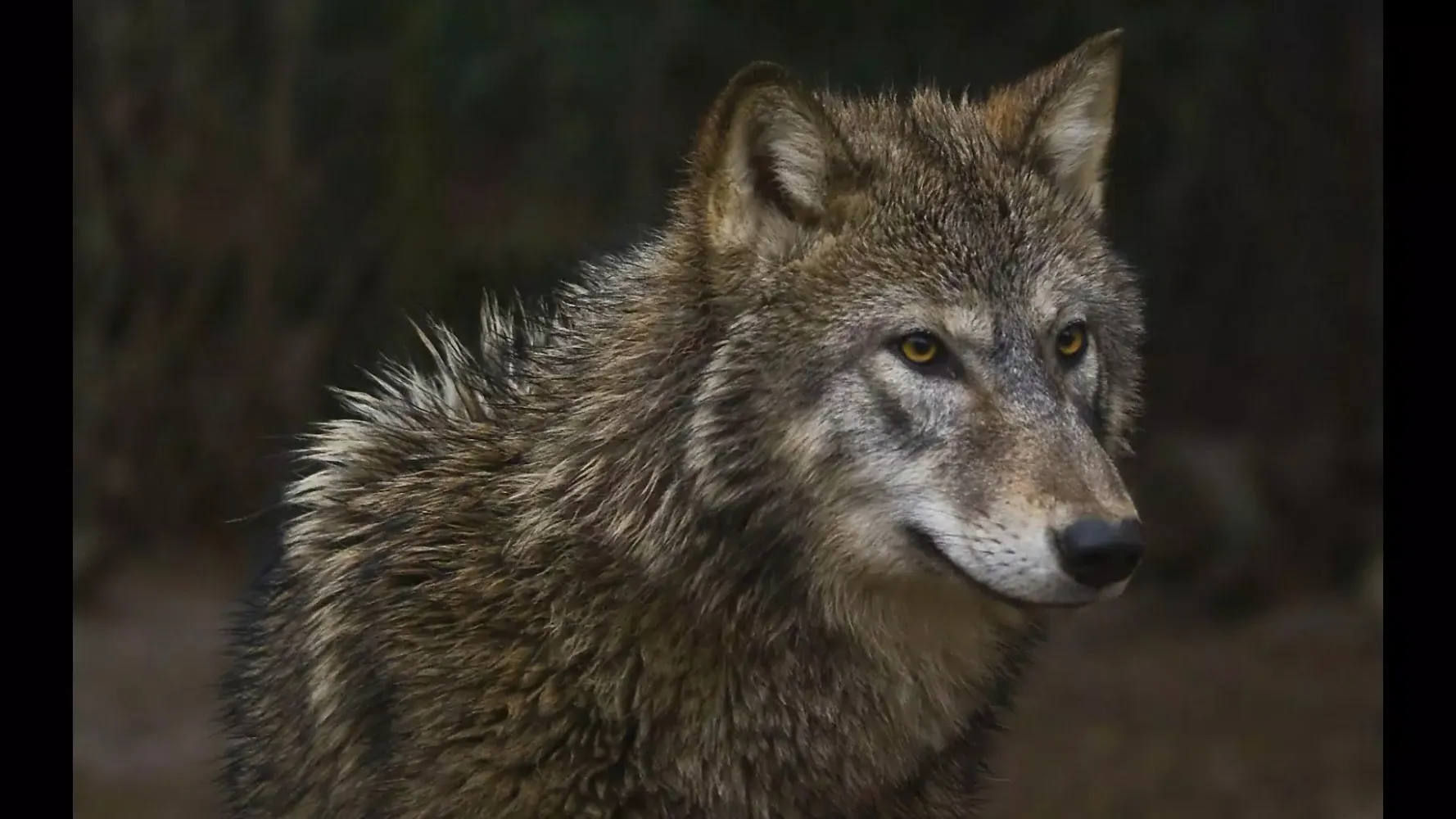 Angry Wolf. Wild Wallpapers Screenshots