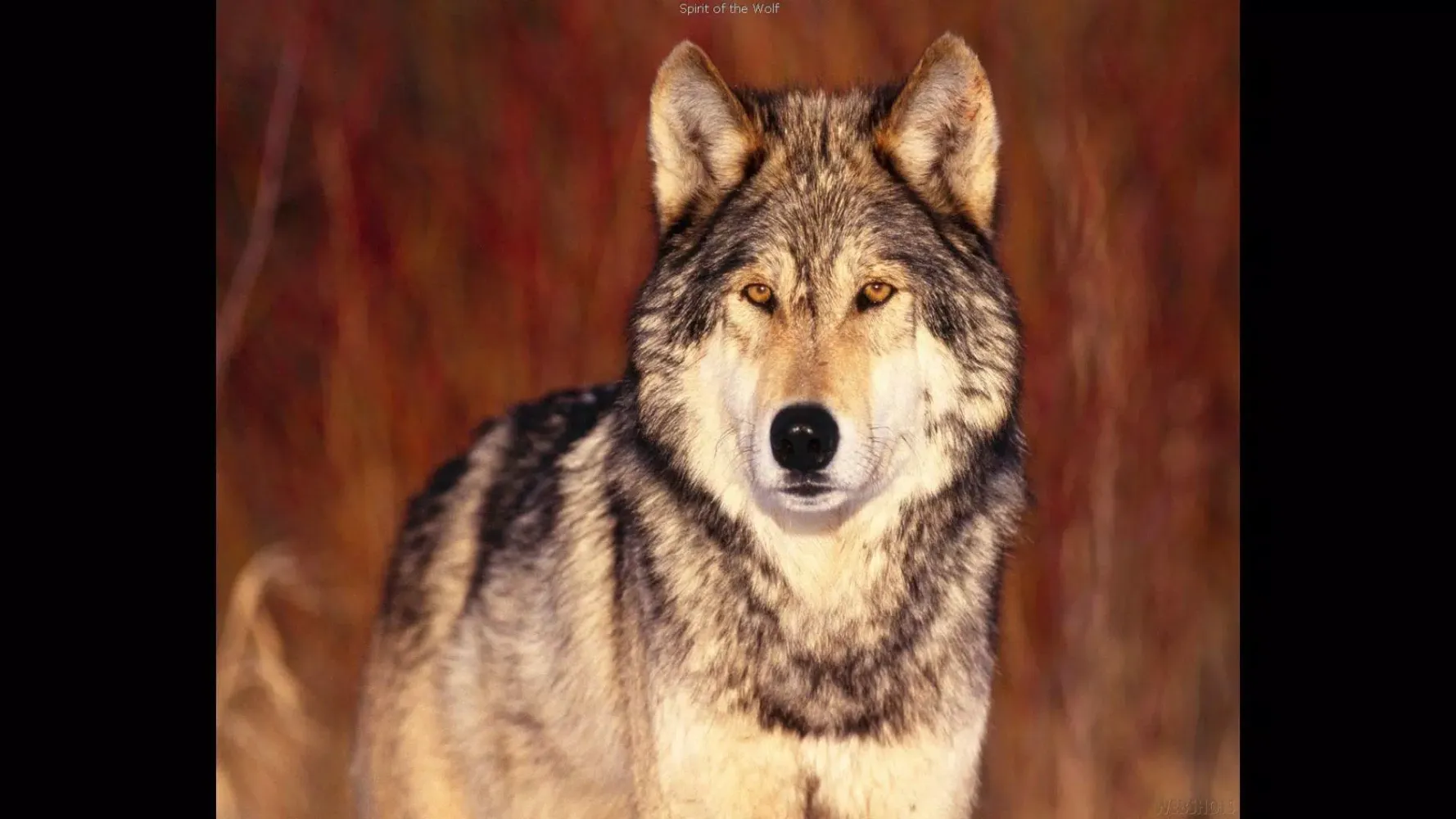 Angry Wolf. Wild Wallpapers Screenshots