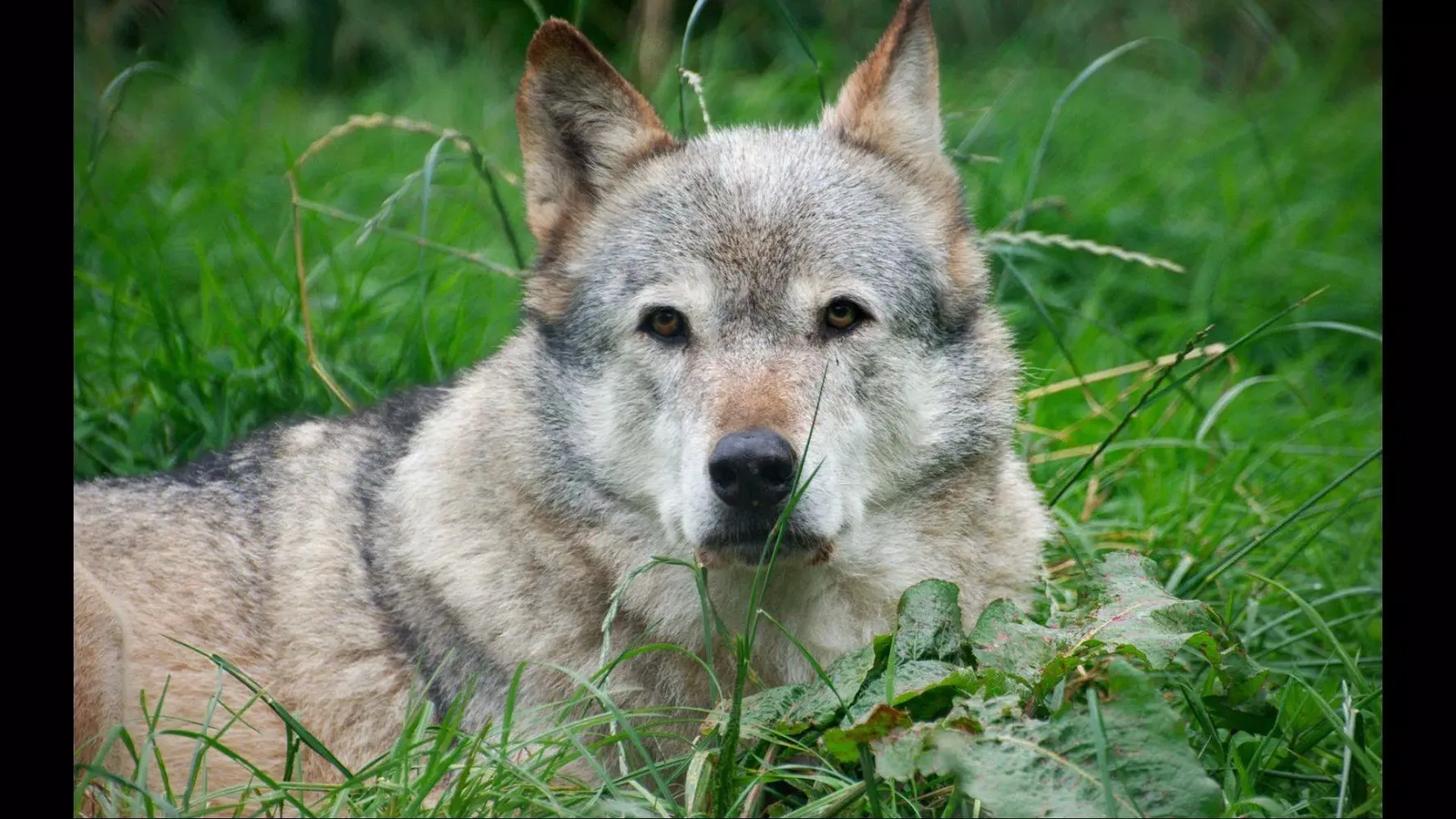 Angry Wolf. Wild Wallpapers Screenshots