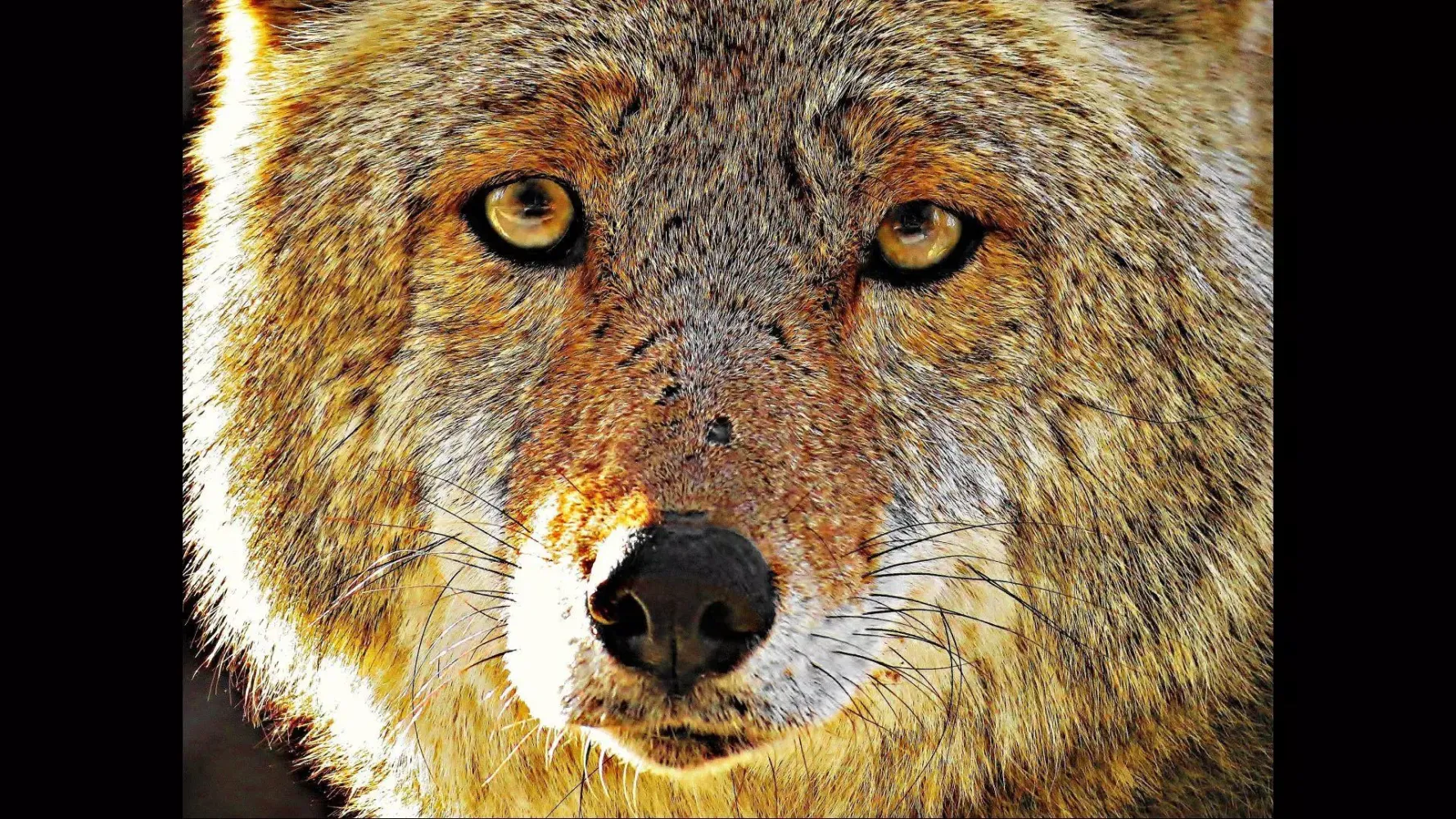Angry Wolf. Wild Wallpapers Screenshots
