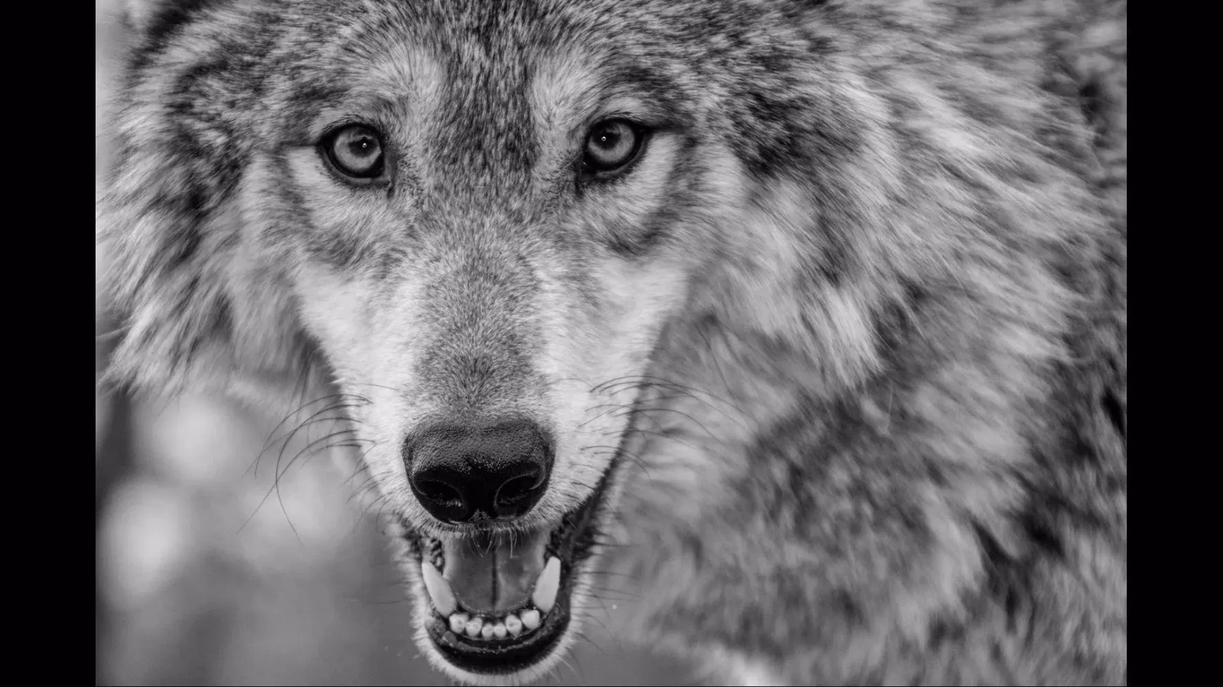 Angry Wolf. Wild Wallpapers Screenshots