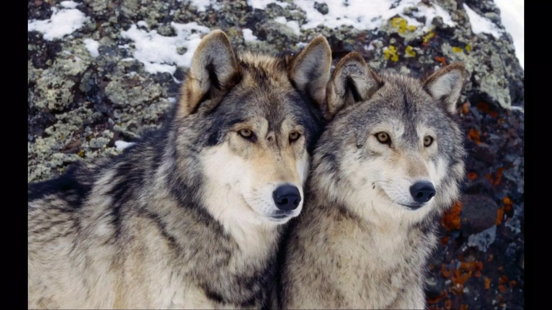 Angry Wolf. Wild Wallpapers Screenshots