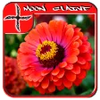 Zinnias Design Ideas