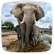 Elephant Sounds