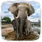 Elephant Sounds