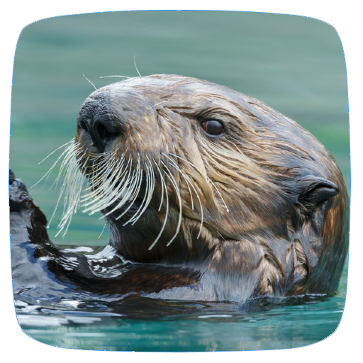 Otter Sounds