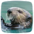 Otter Sounds