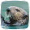 Otter Sounds