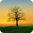 Nature Wallpaper
