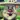 Angry Mr candy Escape Horror