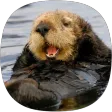 Otter Sounds