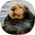 Otter Sounds