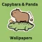 Capybara & Panda Cute Pictures