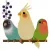 Adorable Birds Emoij Stickers