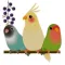 Adorable Birds Emoij Stickers