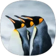 Penguin Sounds