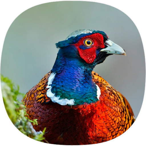 Pheasant Sounds