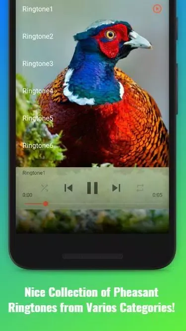 صور Pheasant Sounds