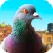 Pigeon