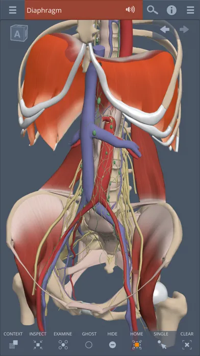 Tangkapan layar Primal's 3D Abdomen