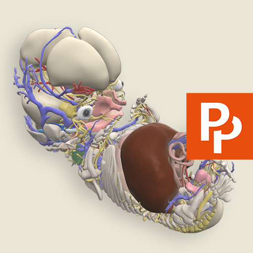 Primal's 3D Embryology