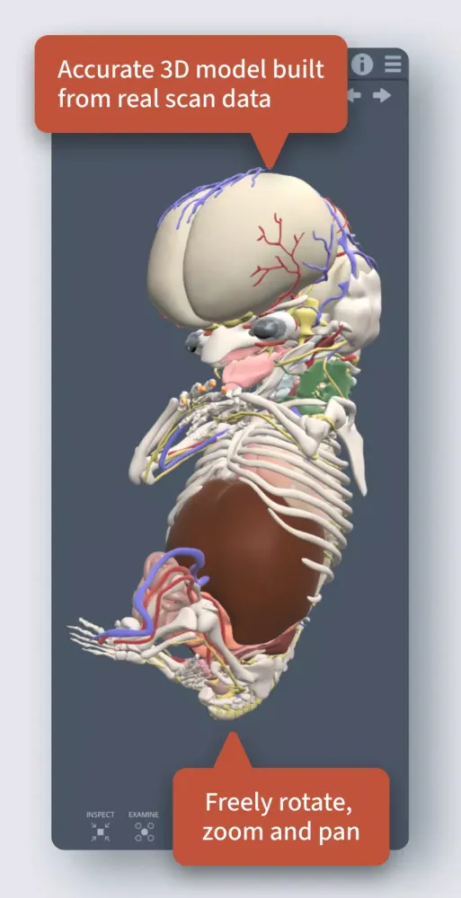 Primal's 3D Embryology应用截图
