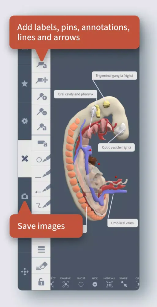 Primal's 3D Embryology应用截图