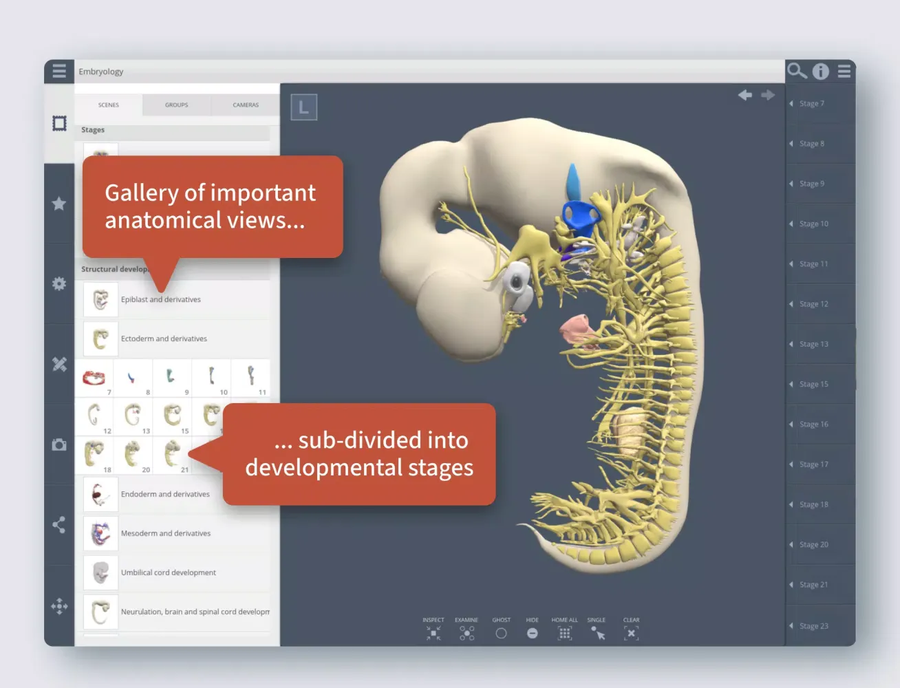 Primal's 3D Embryology应用截图