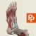 Primal's 3D Leg, Ankle & Foot