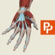 Primal's 3D Forearm & Hand Primal's 3D Forearm & Hand