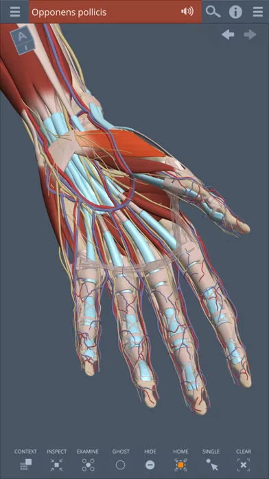 Primal's 3D Forearm & Hand Screenshots