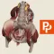 Primal's 3D Female Pelvis