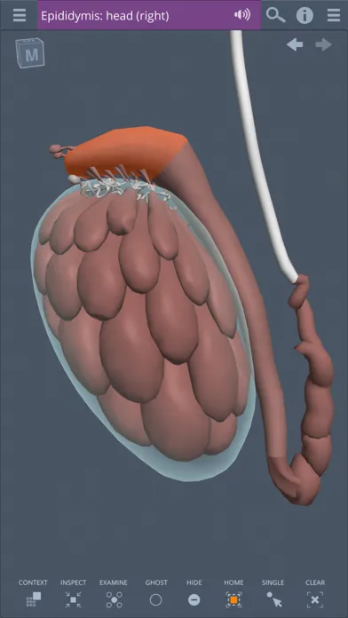 Screenshot di Primal's 3D Male Pelvis