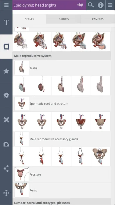 Screenshot di Primal's 3D Male Pelvis