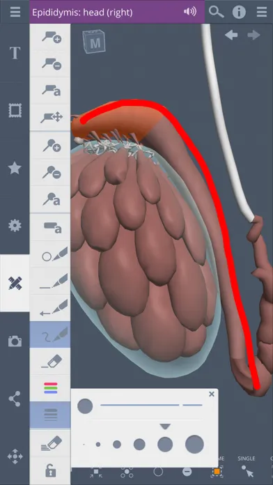 Screenshot di Primal's 3D Male Pelvis