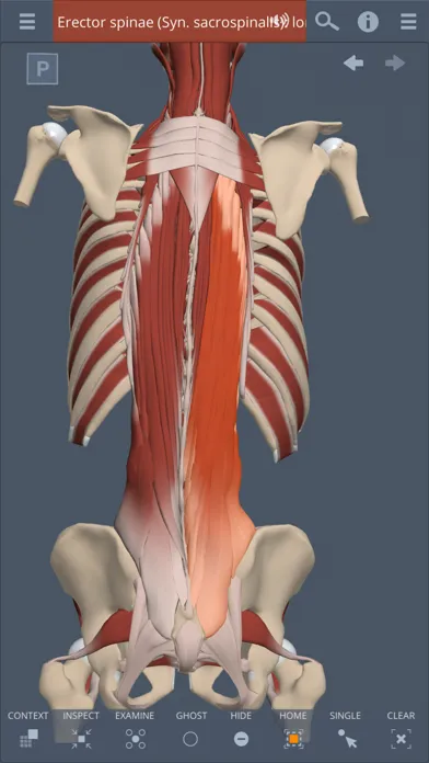 Ảnh chụp màn hình của Primal's 3D Spine