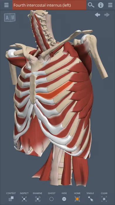 Ảnh chụp màn hình của Primal's 3D Thorax