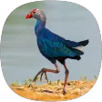 Purple Swamphen Sounds