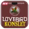 Cara Melatih Lovebird Ngekek Konslet