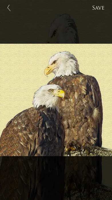 ภาพหน้าจอของ Nature and Wildlife Pictures