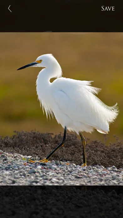ภาพหน้าจอของ Nature and Wildlife Pictures