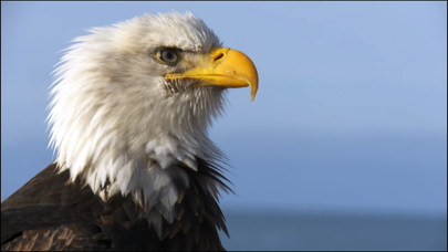 ภาพหน้าจอของ Video Touch - Wild Birds