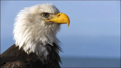 Screenshot di Video Touch - Wild Birds