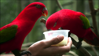 ภาพหน้าจอของ Video Touch - Wild Birds